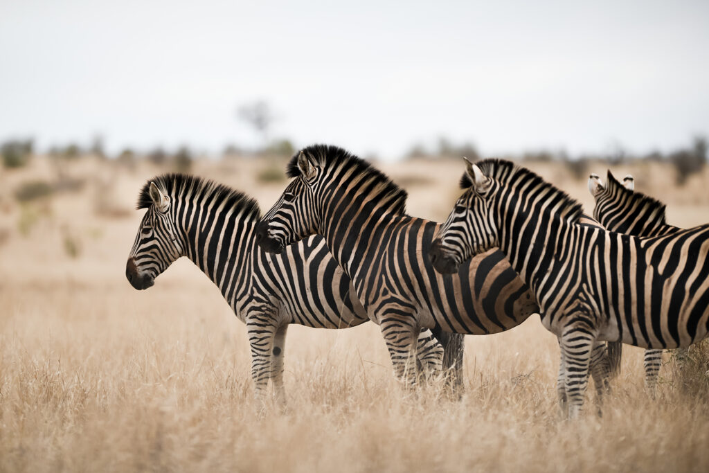 herd-zebras-standing-savanna-field