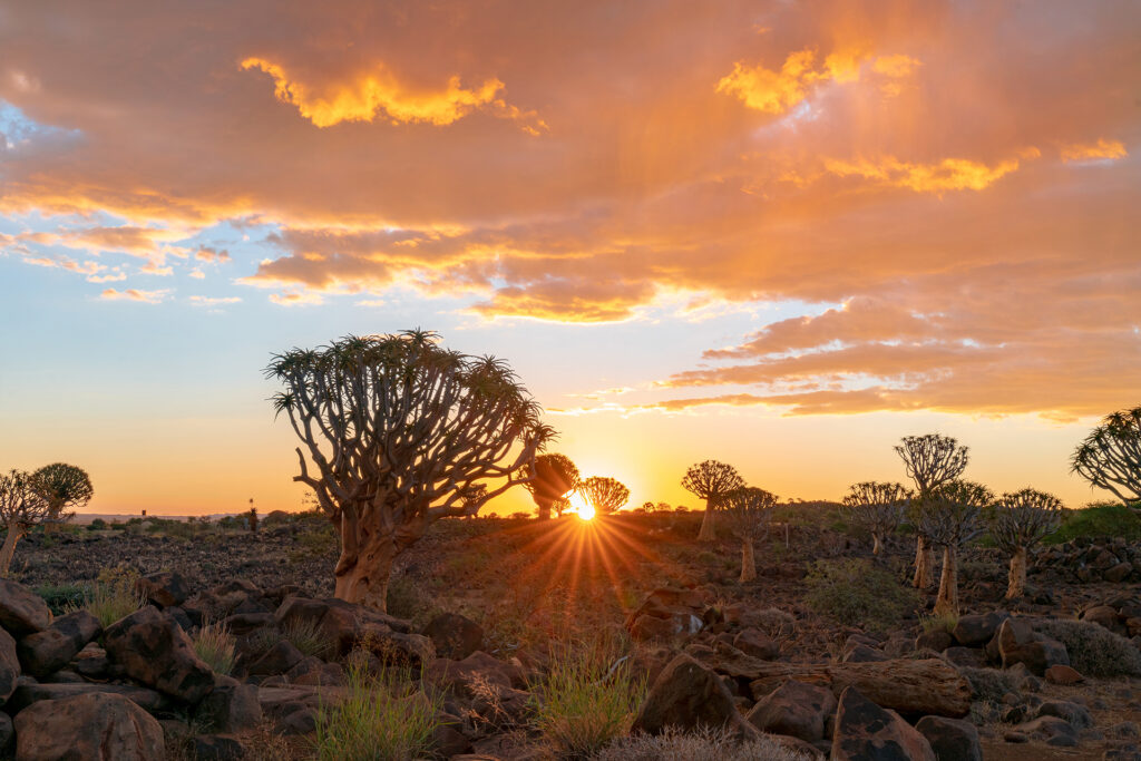 trees in sunset in Africa