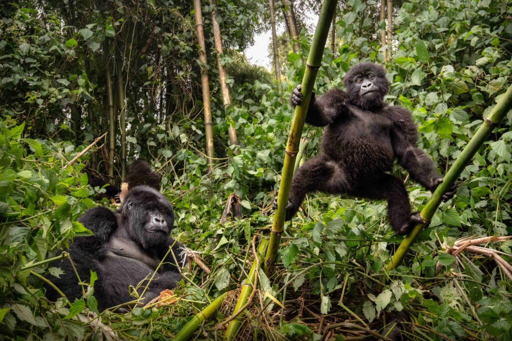 mountain-gorillas-reliable-tours