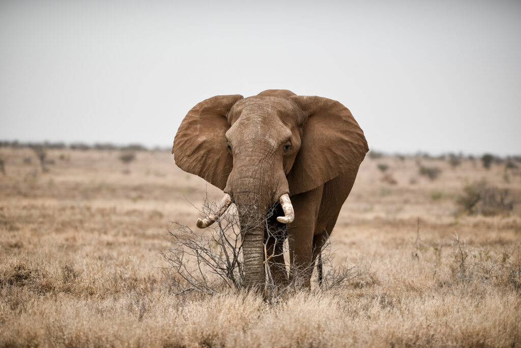beautiful-shot-african-elephant-savanna-field