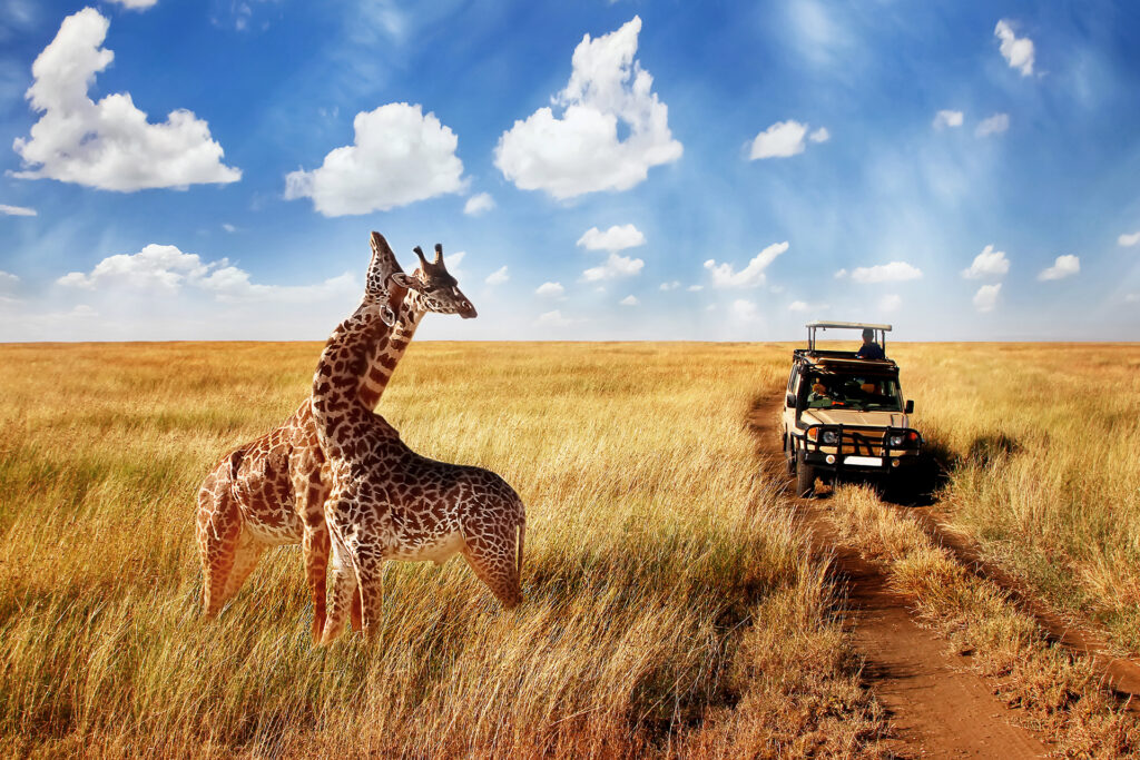group-wild-giraffes-african-tanzania